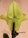 Paphiopedilum hangianum x malipoense 